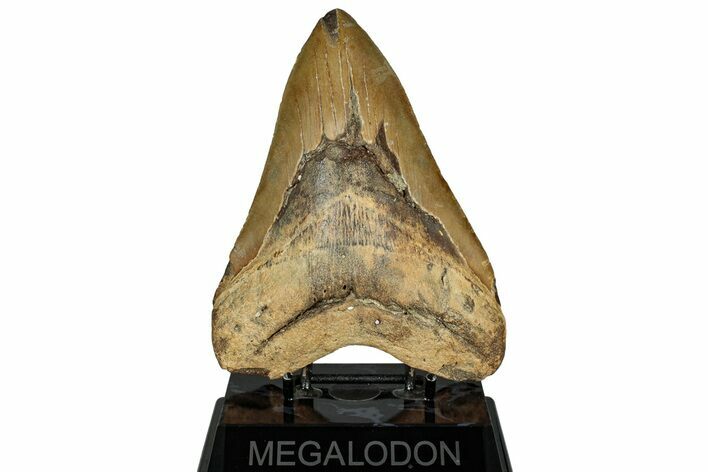 Huge, Fossil Megalodon Tooth - North Carolina #328415